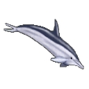 Tacombi logo
